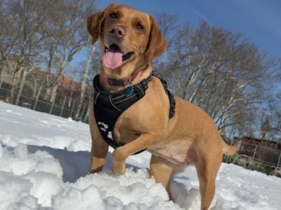 Snow day smiles! Connie, Mychal Watts’ canine companion, loves every moment and helps him navigate life with confidence.